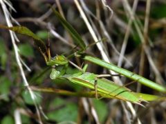 Mante religieuse - Mantis religiosa<br>Vendée