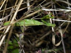 Mante religieuse - Mantis religiosa<br>Vendée