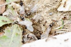 Essaimage des jeunes reines de la fourmilière - Région parisienne