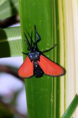 Empyreuma affinis - Spotted Oleander Wasp Moth<br>Saint-Martin