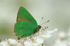 Argus vert - La Thècle de la ronce<br>Callophrys rubi<br>Vendée