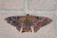 Papillon deuil - Ascalapha odorata<br>Saint-Martin