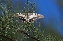 Machaon - Papilio machaon - Vendée