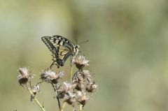 Machaon ou Grand porte-queue <br>(Papilio machaon) <br>Marais poitevin, Vendée