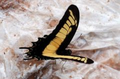 Le Voilier Géant - Papilio Thoas<br>Guyane