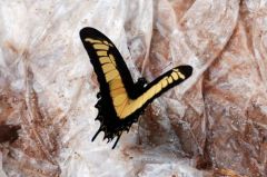 Le Voilier Géant - Papilio Thoas - Guyane