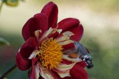 Moro-sphinx, - Macroglossum stellatarum - hummingbird hawk-moth<br>Vendée