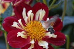 Moro-sphinx, - Macroglossum stellatarum - hummingbird hawk-moth<br>Vendée