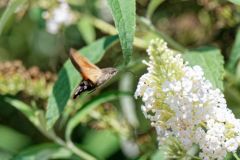 Moro-sphinx - Macroglossum stellatarum - hummingbird hawk-moth<br>Vendée