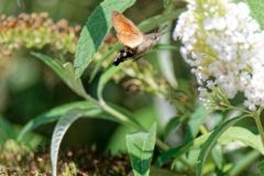 Moro-sphinx - Macroglossum stellatarum - hummingbird hawk-moth<br>Vendée
