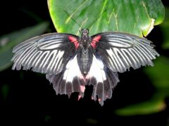 Mormon écarlate - Papilio rumanzoria - Papillionidae<br>Saint-Martin
