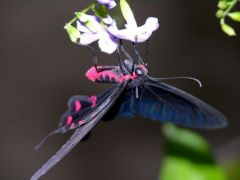 Mormon écarlate - Papilio rumanzoria - Papillionidae<br>Saint-Martin