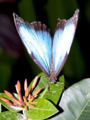 Morpho Bleu - Morpho menelaus - Nymphalidae<br>Saint-Martin