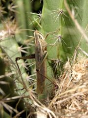 Locuste ou criquet américain - Schistocerca americana - American Grasshopper<br>Saint-Martin