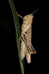 Locuste d'Amérique - Guyane