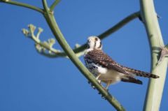 Crécerelle d’Amérique - Falco sparverius - American Kestrel<br>Saint-Martin