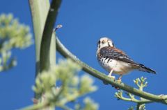 Crécerelle d’Amérique - Falco sparverius<br>American Kestrel<br>Saint-Martin