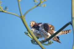 Crécerelle d’Amérique - Falco sparverius<br>American Kestrel<br>Saint-Martin