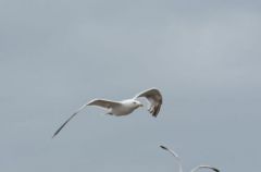 Larus