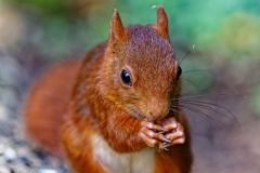 Écureuil roux - Sciurus vulgaris - Red squirrel<br>Région Parisienne