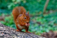 Écureuil roux - Sciurus vulgaris - Red squirrel<br>Région Parisienne