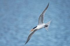 Sterne royale (nicheur) - Sterna maxima<br>Royal Tern<br>Saint-Martin