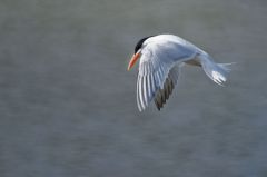 Sterne royale (nicheur) - Sterna maxima<br>Royal Tern<br>Saint-Martin