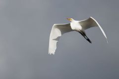 Grande Aigrette - Ardea alba - Great Egret<br>Saint-Martin