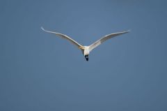 Grande Aigrette - Ardea alba - Great Egret<br>Saint-Martin