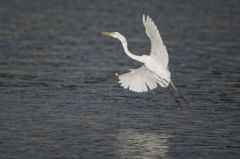 Grande Aigrette - Ardea alba - Great Egret<br>Saint-Martin