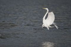 Grande Aigrette - Ardea alba - Great Egret<br>Saint-Martin