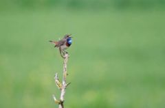 Gorgebleue à miroir ♂ - Luscinia svecica<br>Bluethroat<br>Vendée