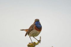 Gorgebleue à miroir ♂ - Luscinia svecica<br>Bluethroat<br>Vendée