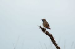 Gorgebleue à miroir ♂ - Luscinia svecica<br>Bluethroat<br>Vendée