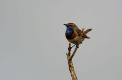 Gorgebleue à miroir ♂ - Luscinia svecica<br>Bluethroat<br>Vendée