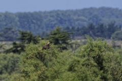 Busard des roseaux ♀ - Circus aeruginosus - Western Marsh Harrier<br>Vendée