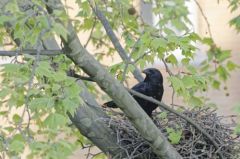 Corneille noire - Corvus corone - Carrion Crow <br>Paris