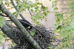 Corneille noire (et poussin) - Corvus corone - Carrion Crow <br>Paris