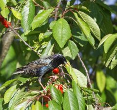 Étourneaux sansonnets - Sturnus vulgaris - Common Starling<br>Région Parisienne