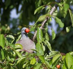 Pigeon ramier - Columba palumbus - Common Wood Pigeon<br>Région Parisienne
