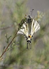Le Flambé - Iphiclides podalirius -  scarce swallowtail <br>Vendée