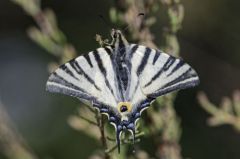 Le Flambé - Iphiclides podalirius -  scarce swallowtail <br>Vendée