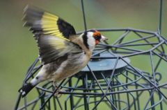 Chardonneret élégant - Carduelis carduelis - European Goldfinch<br>Région Parisienne