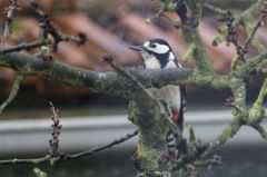 Pic épeiche ♀- Dendrocopos major - Great Spotted Woodpecker<br>Région Parisienne
