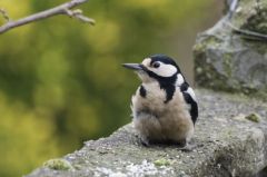 Pic épeiche ♀- Dendrocopos major - Great Spotted Woodpecker<br>Région Parisienne