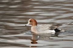 Canard siffleur ♂  - Anas penelope - Eurasian Wigeon<br>Région parisienne