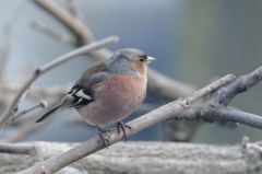 Pinson des arbres ♂  -  Fringilla coelebs chaffinch<br>Région parisienne