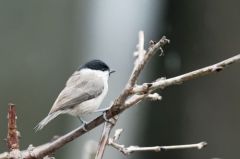 Mésange nonnette - Poecile palustris - Marsh Tit<br>Région parisienne