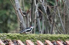 Pic épeiche ♂  - Dendrocopos major - Great Spotted Woodpecker<br>Région parisienne