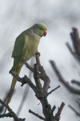 Perruche à collier - Psittacula krameri - Rose-ringed Parakeet<br>Région parisienne